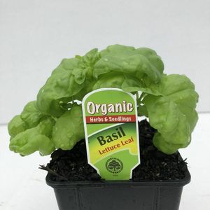 Products: Basil Lettuce Leaf