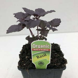 Products: Basil Purple