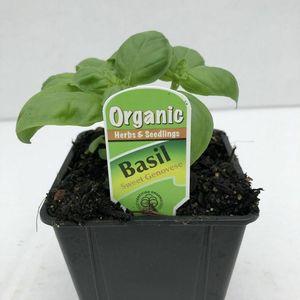 Products: Basil Sweet Genovese