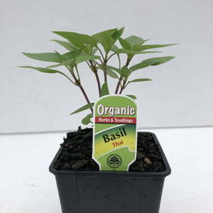 Products: Basil Thai