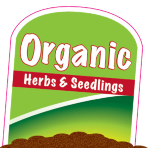 Products: Capsicum Bull Horn