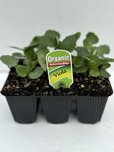 Viola