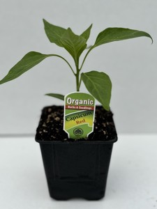 Products: Capsicum Red