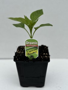 Products: Capsicum Yellow