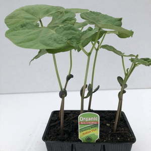 Climbing Bean Italian Flat