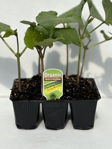 Climbing Bean Scarlet Runner