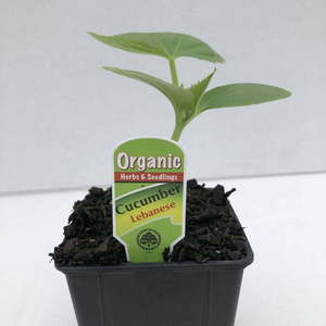 Products: Cucumber Lebanese