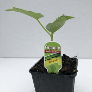 Products: Cucumber Telegraph