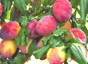 Plums