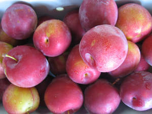 Plums 'Omega'