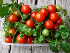 Fruit: Cherry Tomatoes - Streamside