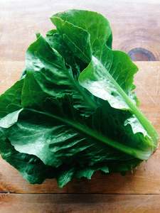 Vegetables: Lettuce 'Cos'