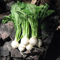 Vegetables: Turnips, Bunch