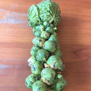 Brussel sprouts