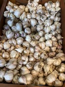 Products: Garlic bulb