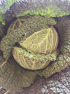 Vegetables: Cabbage, Savoy