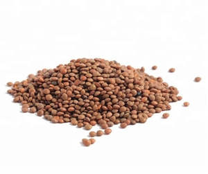 Food: Organic Brown Lentils - [100g]