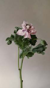 Art: Poppy | Photographic | Print | Danelle Bohane + Leaf & Honey