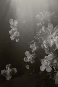 Art: Clematis | Photographic Print | Danelle Bohane + Leaf & Honey