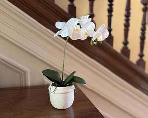 Pots Planters Garden: Single Phalaenopsis Orchid Potted Plant