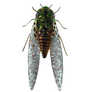 Cicada