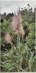 Canvas Art: Toi toi canvas photo print