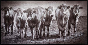Cows six pack Canvas