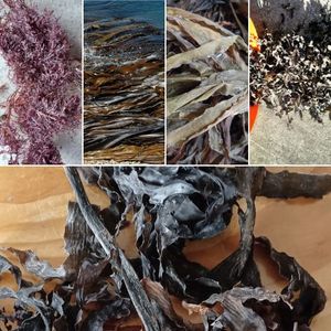 Seamite: Dried Seaweeds 5 Kilos