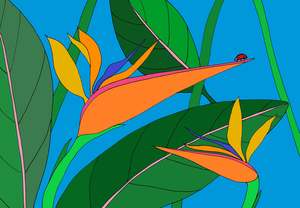 Birds of Paradise Card