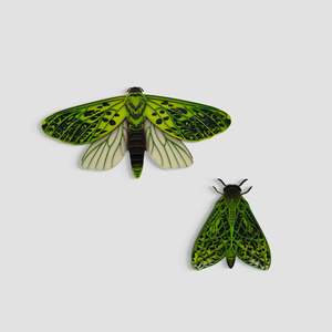 Frontpage: Pūriri Moths