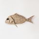 Snapper