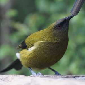 Products: Adult Day Pass Gift Voucher - Orokonui Ecosanctuary