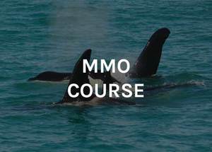 Products: MMO Course Tuesday 9th Dec 2025