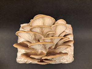 Products: Native Phoenix Oyster MycoLogic