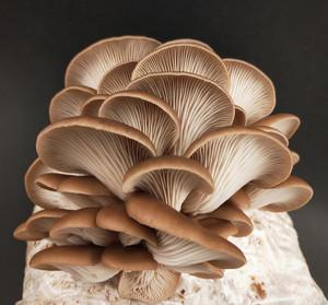 Products: Native Phoenix Oyster Grow Kit MycoLogic