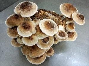 Products: Shiitake MycoLogic