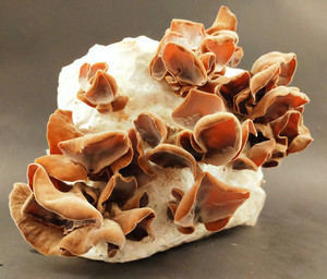 Products: Hakeke / Wood Ear MycoLogic