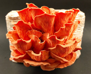 Products: Pink Oyster MycoLogic