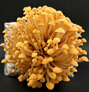 Products: Enoki Mushroom Grow Kit (Free Shipping) MycoLogic