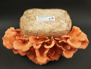 Products: Pink Oyster Mushroom Grow Kit MycoLogic
