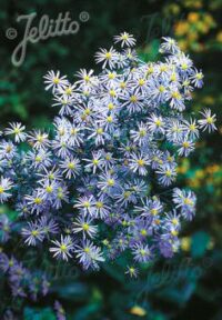 Products: Aster turbinellus seeds (Symphotrichum turbellinum , Smooth Violet Prairie Aster)