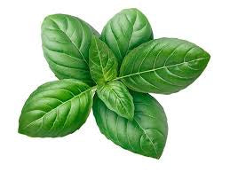 Vegetables: Basil plant (Sprayfree)