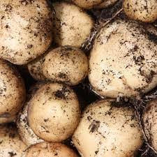 Potatoes: Potatoes - Jersey Bennes 1kg