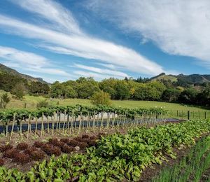 Events: Beginners Home Gardening Workshop with Yotam Kay