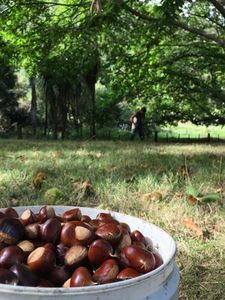 Farm Produce Pakaraka Permaculture: Fresh Large Chestnuts Order