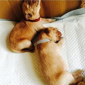 Whelping Identification Collars for Newborn Puppy XXL