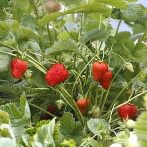 Strawberry Fronteras - 10CM