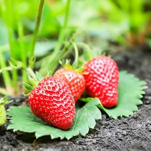 Strawberry: Strawberry Ventana - 10CM