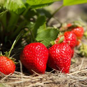 Strawberry: Strawberry Monterey - 10CM