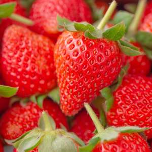 Strawberry: Strawberry Camarosa - 10CM